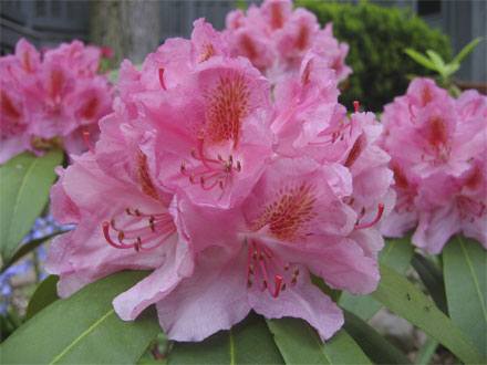 Rhododendron Pink Cameo