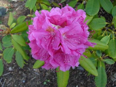 Rhododendron Spring Dawn — photo 1