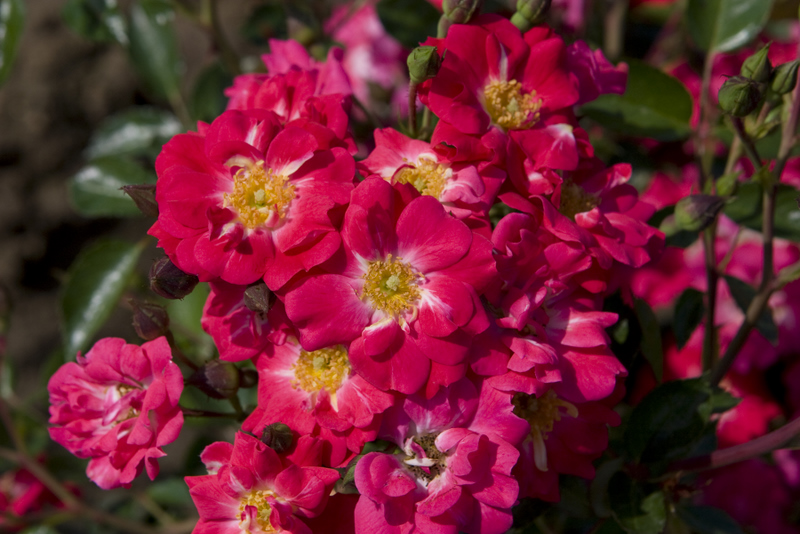 Rosa 'Meidiland Red' — photo 1