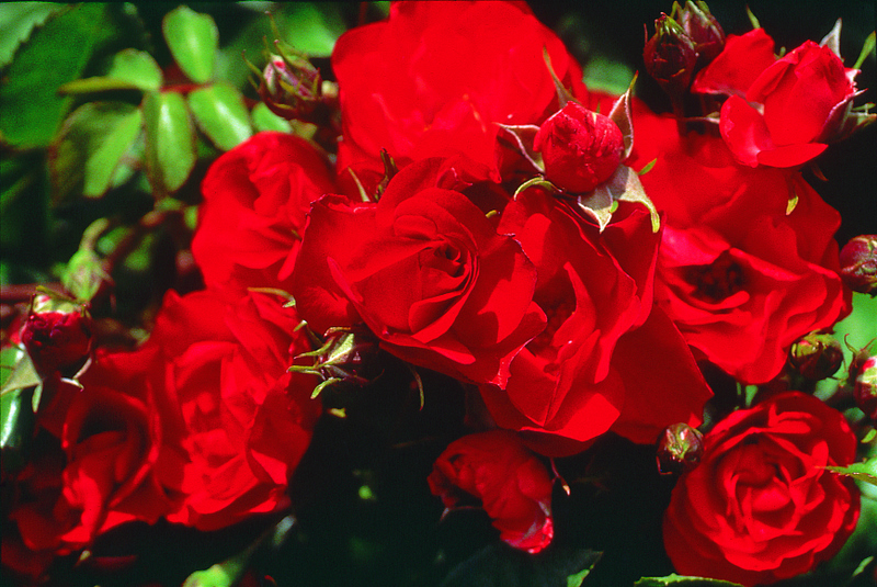Rosa 'Ruby Meidiland' — photo 1