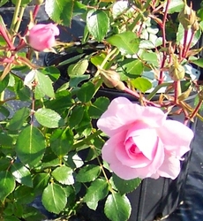 Rosa Bonica Meidiland — photo 1