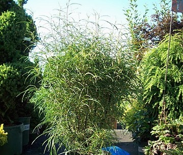 Rhamnus frangula 'Asplenifolia' — photo 1