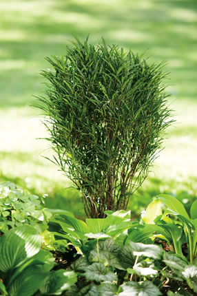 Rhamnus frangula 'Fine Line'