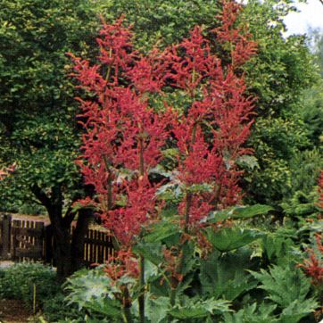 Rheum palmatum var. tanguticum — photo 1