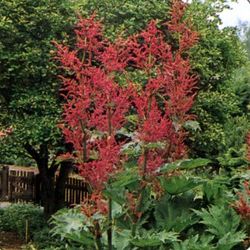 Rheum palmatum var. tanguticum — photo 1