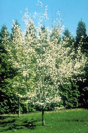 Amelanchier x grandiflora 'Autumn Brilliance' — photo 1