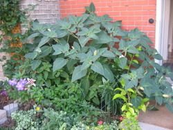 Rheum palmatum var. tanguticum — photo 2