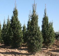 Picea abies 'Cupressina' — photo 2