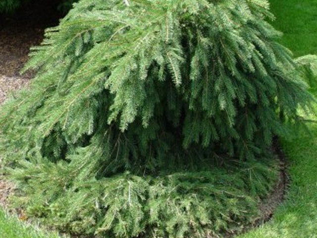 Picea abies 'Formanek'
