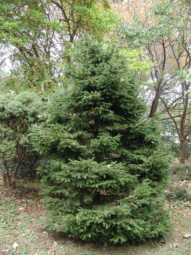 Picea abies 'Gregoryana Parsonii'