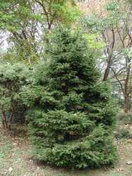 Picea abies 'Gregoryana Parsonii' — photo 1