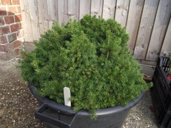 Picea abies 'Gregoryana Parsonii' — photo 2