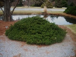 Picea abies Maxwellii — photo 1