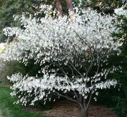 Amelanchier x grand. 'Robin Hill' — photo 1