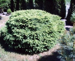 Picea abies Maxwellii — photo 2