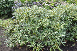 Rhododendron Yaku Princess — photo 2