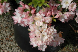 Rhododendron Yaku Princess — photo 3