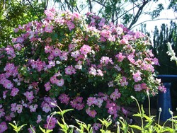 Rosa 'Nearly Wild' — photo 2