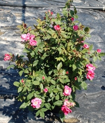 Rosa 'Pink Knock Out' — photo 2