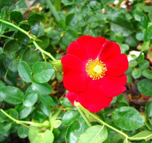 Rosa Flower Carpet (Red) — photo 1