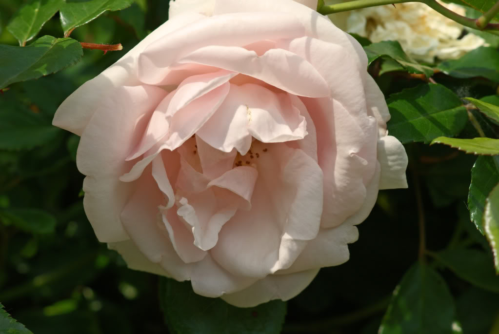 Rosa New Dawn — photo 1