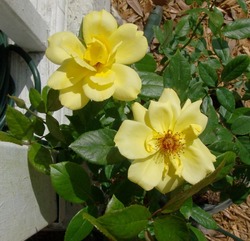 Rosa Golden Showers (yellow, climber) — photo 1