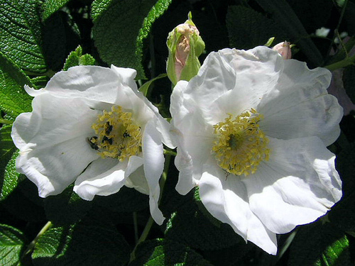 Rosa rugosa alba — photo 1