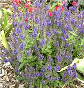 Salvia Marcus
