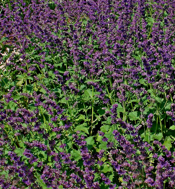 Salvia verticillata Purple Rain