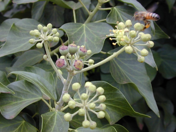 Hedera helix 'Mint Kolibri' — photo 1