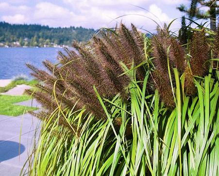Grass Pen. Nat. Arb. Black Fountain — photo 1