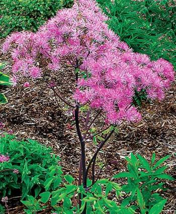 Thalictrum Black Stockings — photo 1