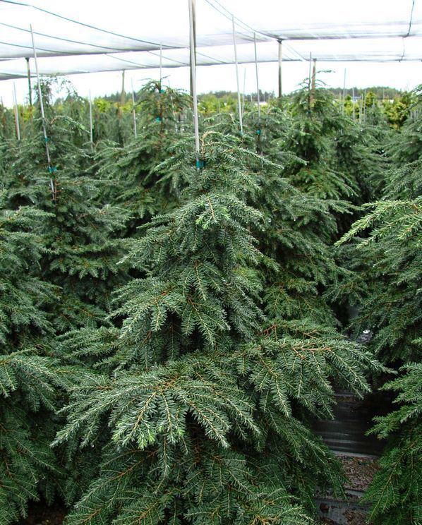 Tsuga canadensis Geneva