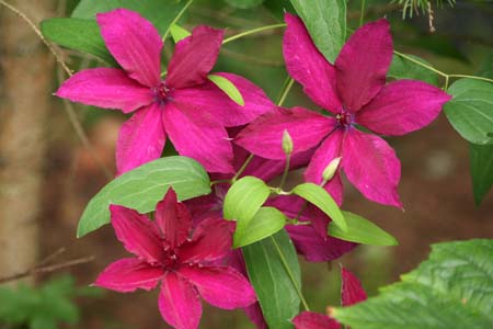 Clematis Kuulus — photo 1
