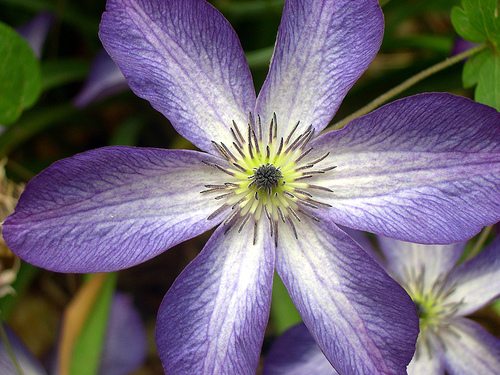 Clematis Venosa Violacea — photo 1