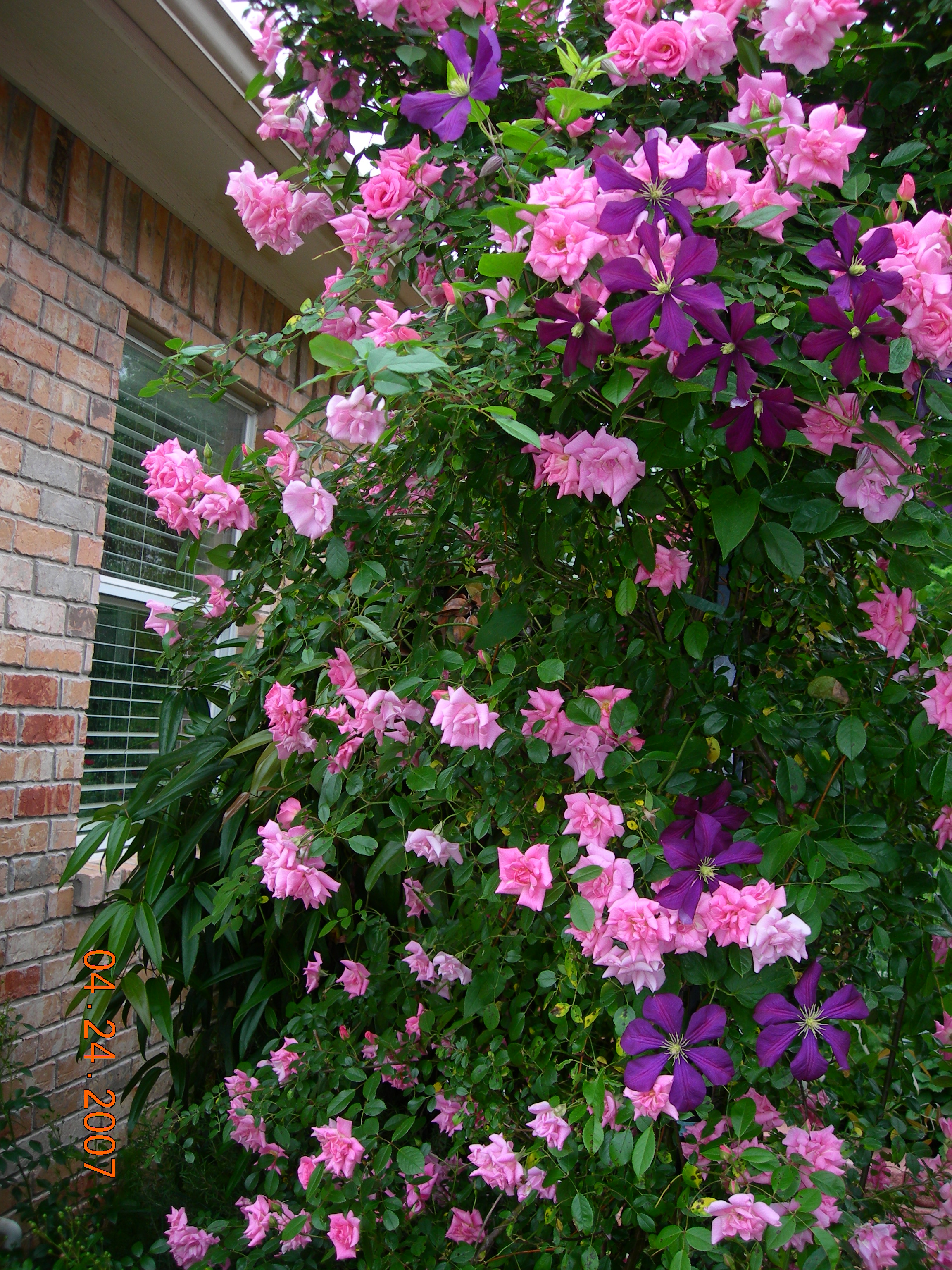 Clematis Warsaw Nike — photo 1