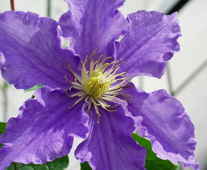 Clematis Will Goodwin — photo 1