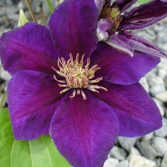 Clematis Reiman — photo 1
