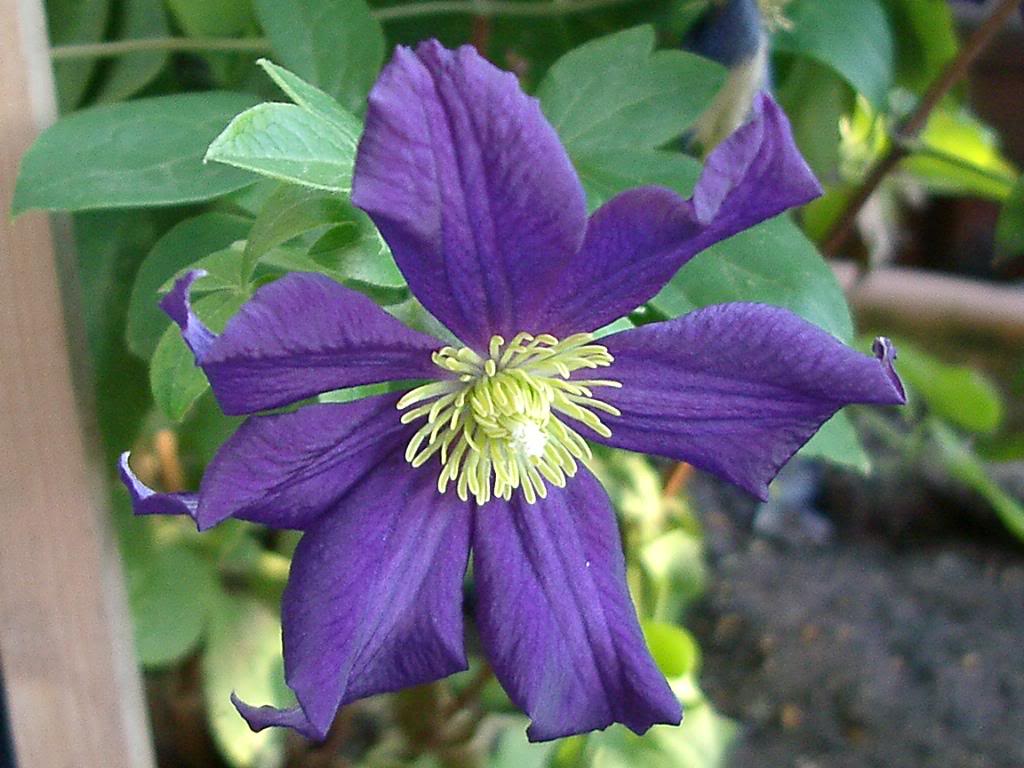 Clematis Romantika — photo 1
