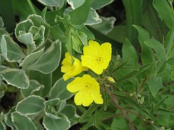Oenothera 'Cold Crick' — photo 1