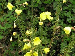 Oenothera 'Cold Crick' — photo 2