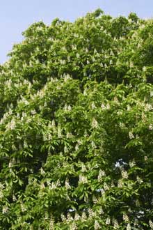 Aesculus glabra — photo 1
