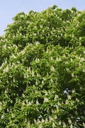 Aesculus glabra — photo 1