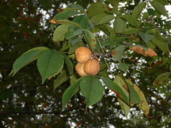 Aesculus glabra — photo 2