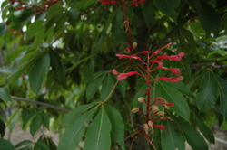 Aesculus glabra — photo 3