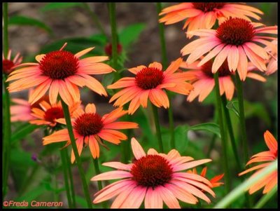 Echinacea 'Sundown'