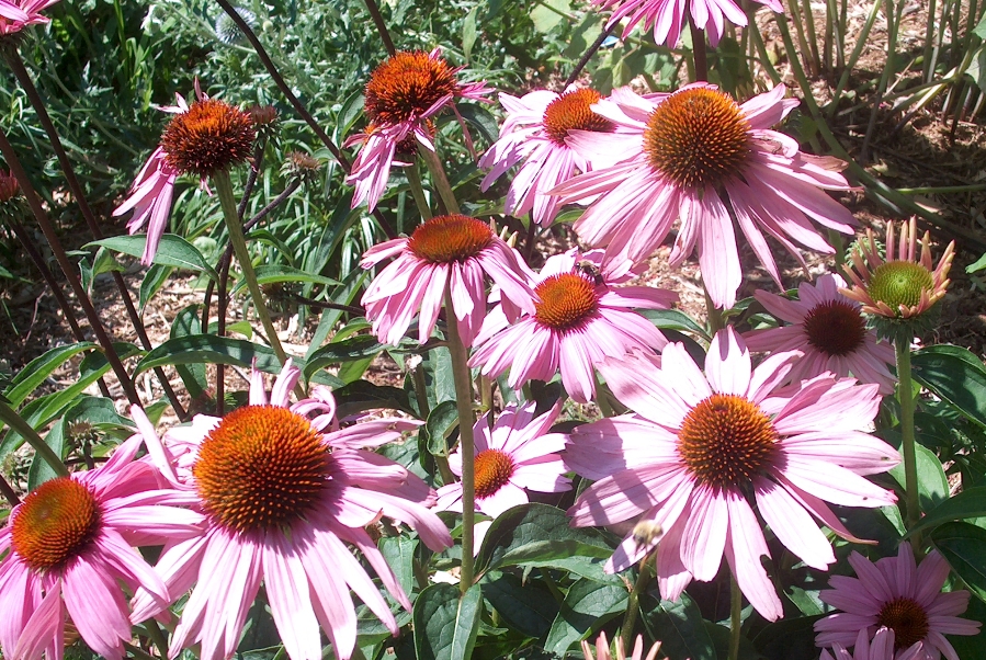 Echinacea purpurea 'Magnus'