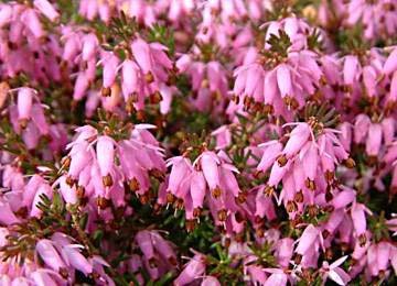 Erica carnea December Red