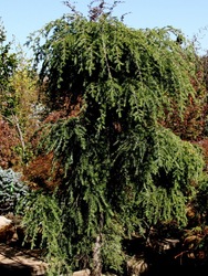 Tsuga canadensis 'Pendula' — photo 2