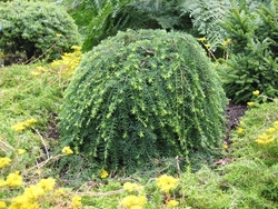 Tsuga canadensis 'Pendula' — photo 3
